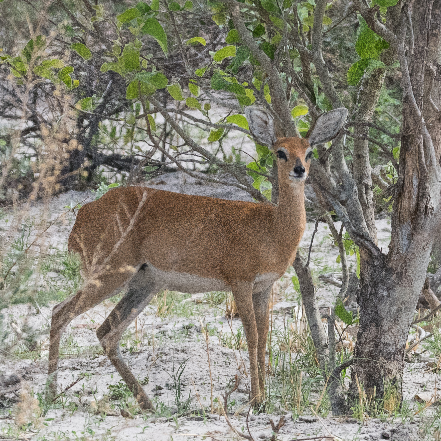 Steenbok ou Raciphère champêtre aux aguets (Steenbok, Raphicerys campestris), femelle adulte, Kwando reserve, Delta de l'Okavango, Botswana.